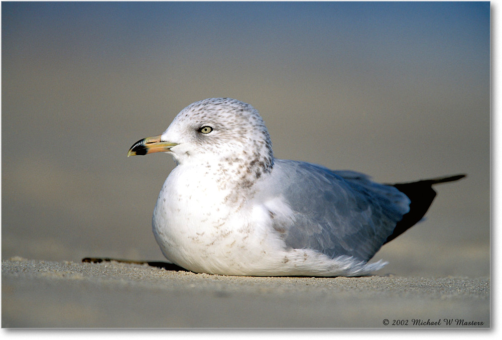 Ring Bill Gull 007-22H 02-11 copy