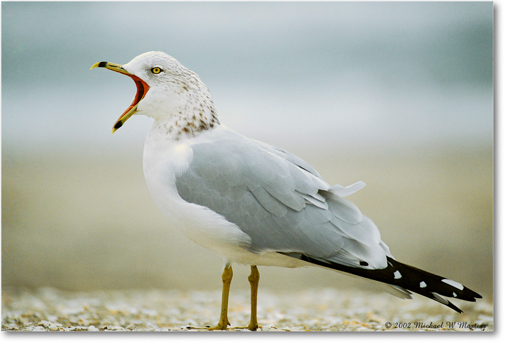Ring Bill Gull Yawning 009-16H 02-11 copy