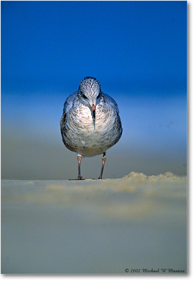 RingBillGullJuv_Assateague_2002Nov_F18 copy