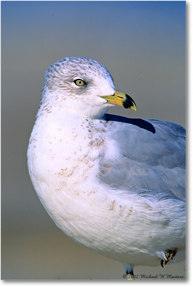 RingBillGull_Assateague-p_2002Nov_F01 copy