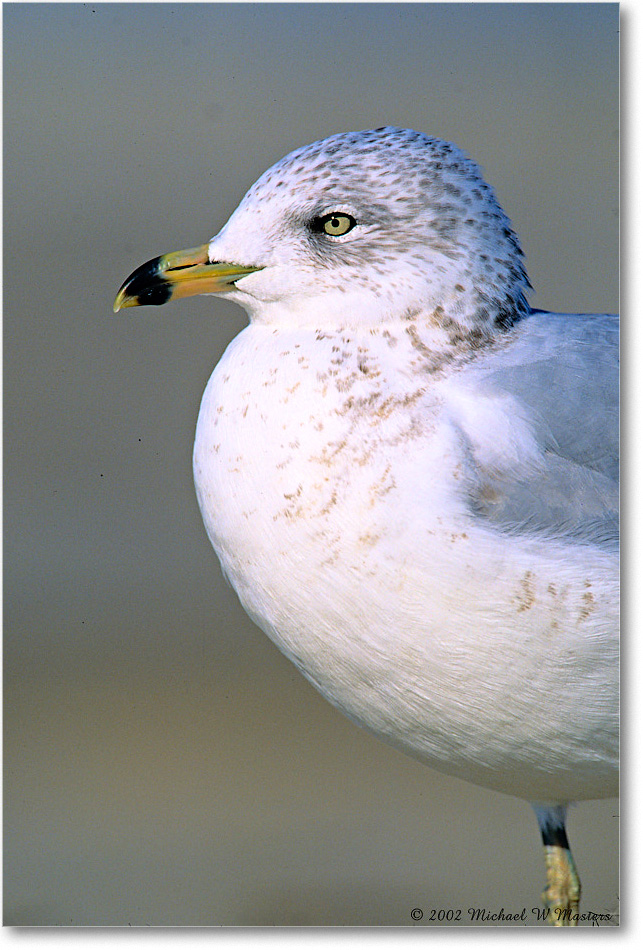 RingBillGull_Assateague-p_2002Nov_F25 copy