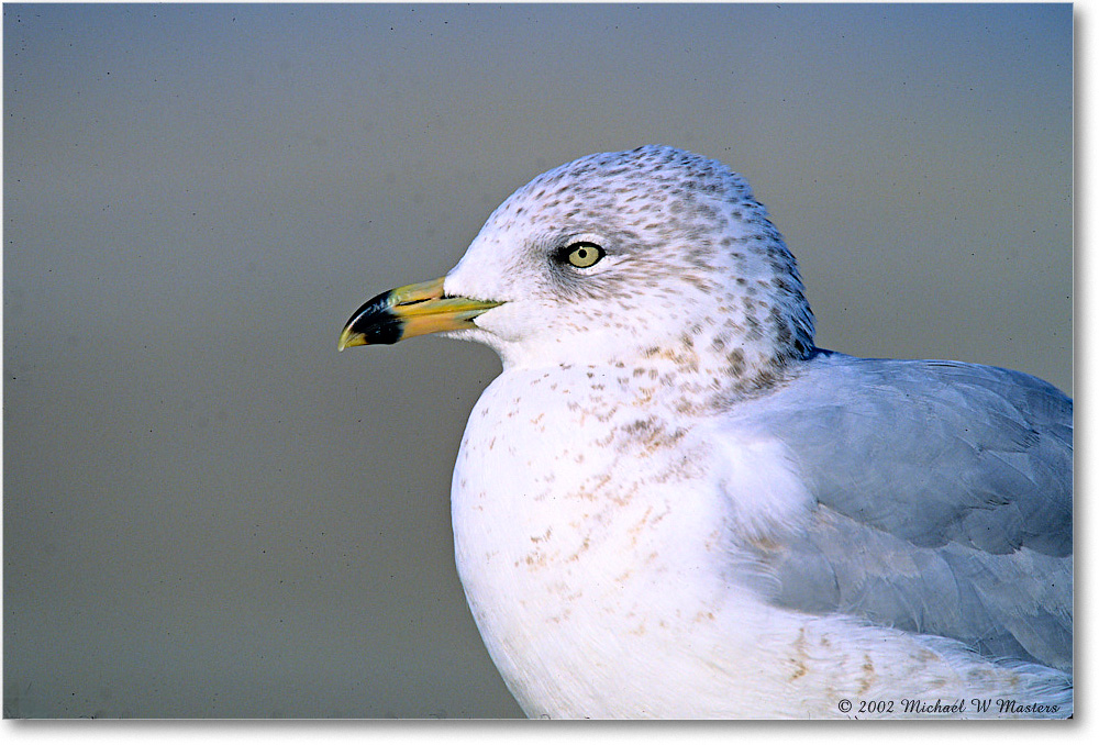 RingBillGull_Assateague-p_2002Nov_F36 copy