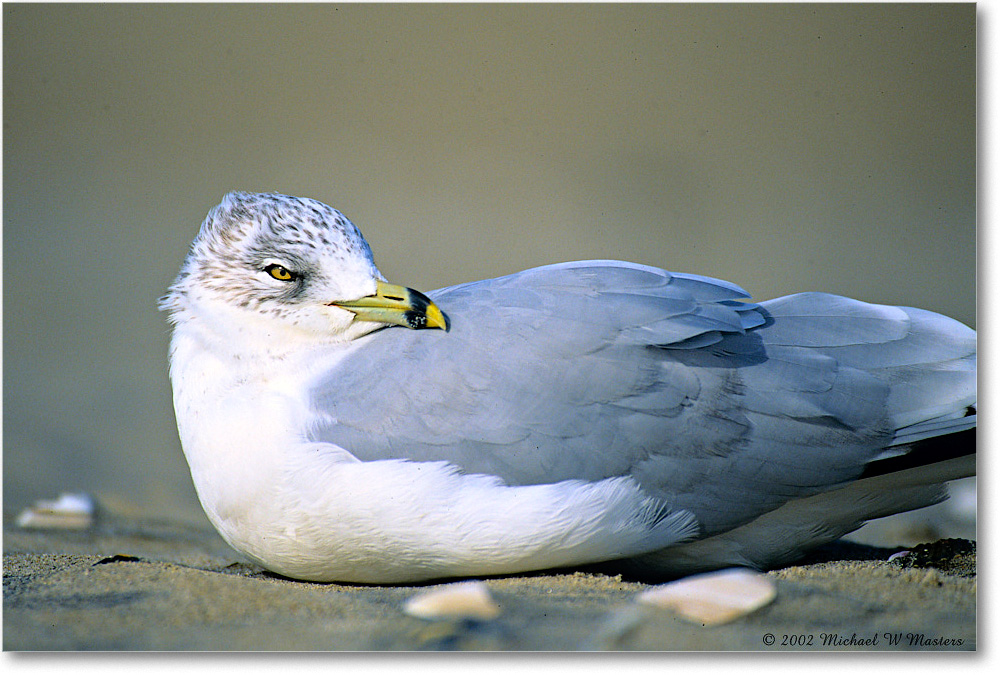 RingBillGull_Assateague-r_2002Nov_F10 copy