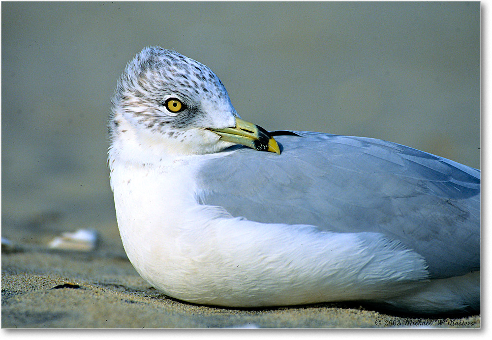 RingBillGull_Assateague-r_2002Nov_F31 copy