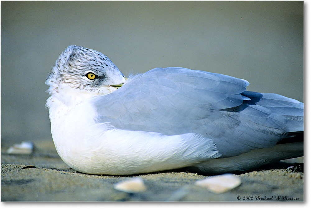 RingBillGull_Assateague-r_2002Nov_F34 copy