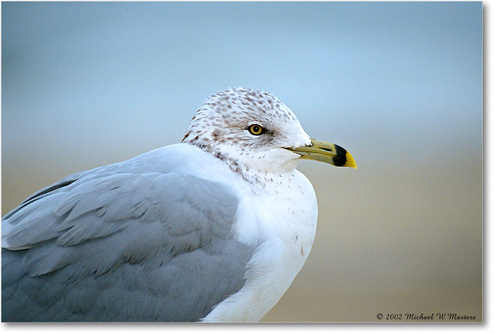 RingBillGull_Assateague_2002Nov_F31 copy