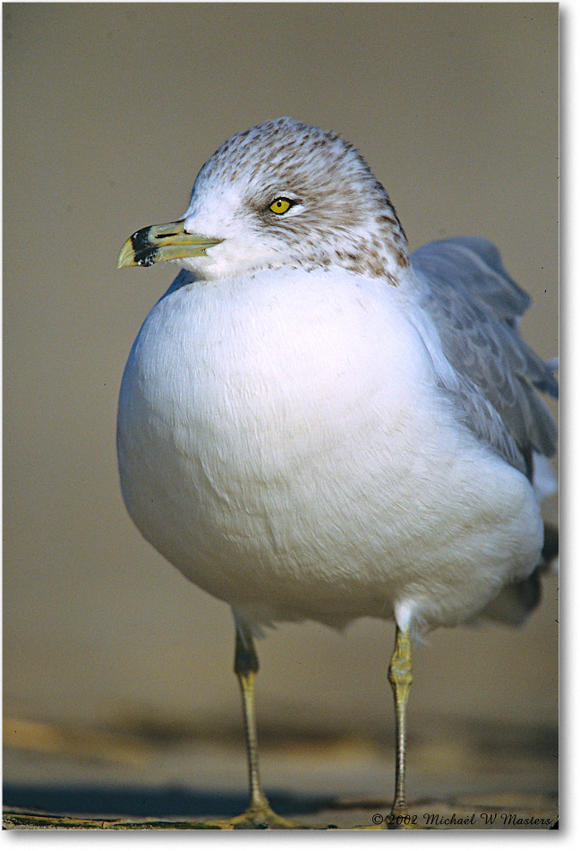 RingBillGull_Assateague_2002Nov_F35 copy