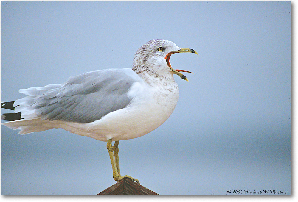 RingBillGull_Assateague_2002Nov_P09 copy
