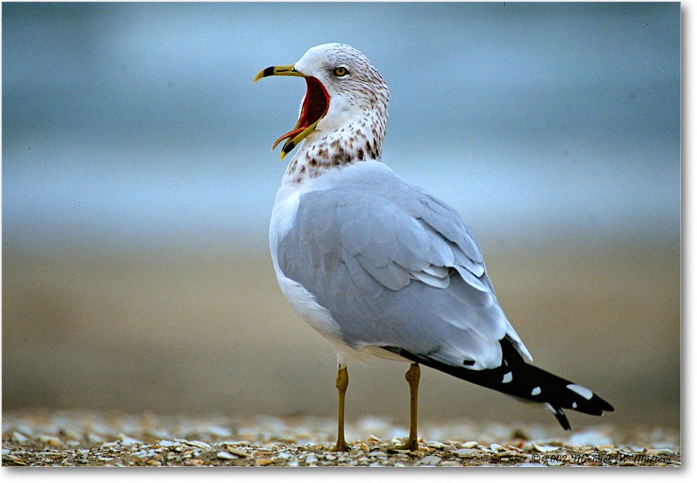 RingBillGull_Assateague_2002Nov_P13 copy
