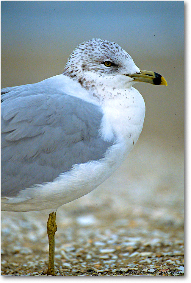 RingBillGull_Assateague_2002Nov_P18 copy