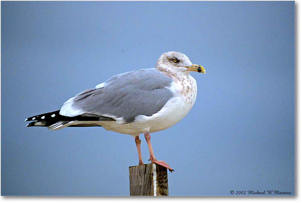 RingBillGull_Assateague_2002Nov_P20 copy