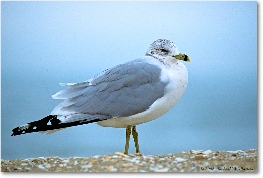 RingBillGull_Assateague_2002Nov_P28 copy