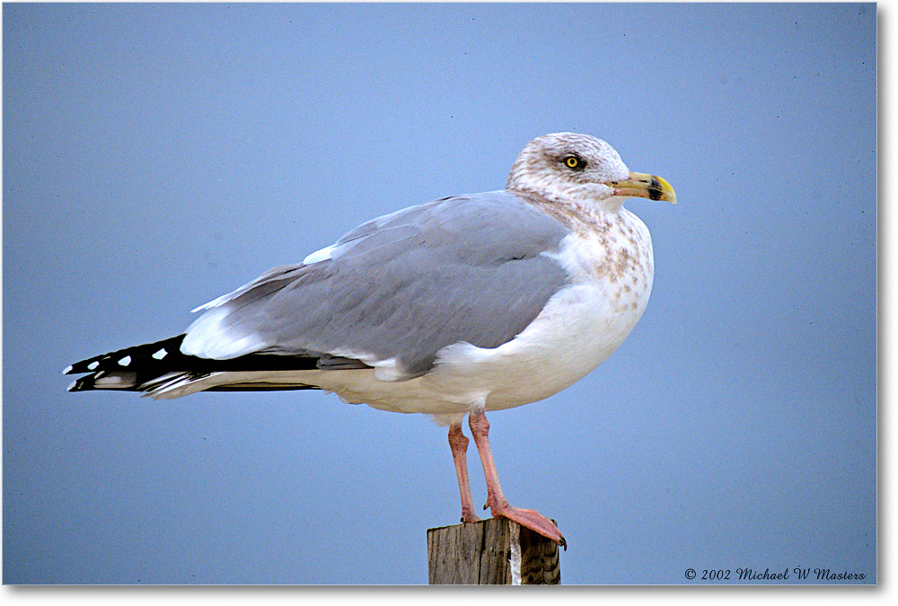 RingBillGull_Assateague_2002Nov_P28b copy