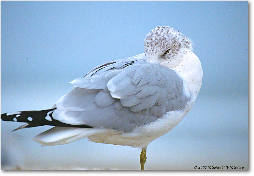 RingBillGull_Assateague_2002Nov_P32 copy