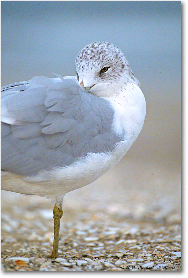 RingBillGull_Assateague_2002Nov_P36 copy