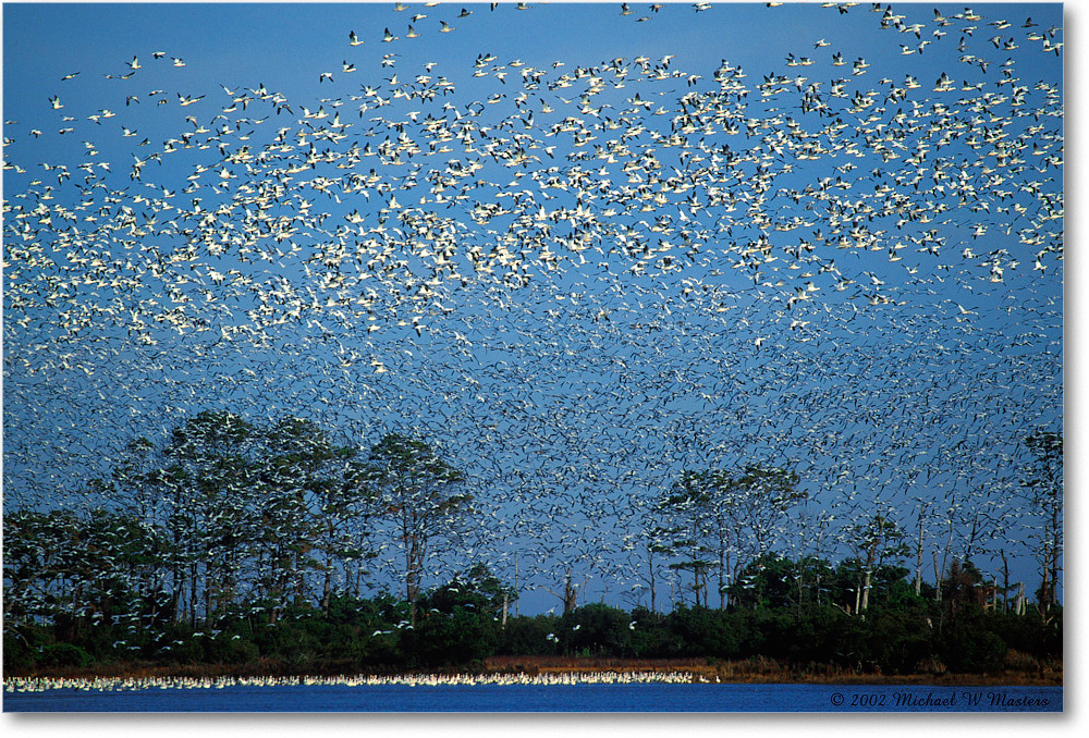 Snow Geese Blastoff 005-28H 02-11 copy