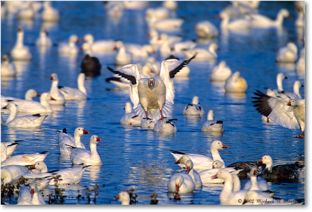 SnowGeese_ChincoNWR-WLL_2002Nov_F20 copy
