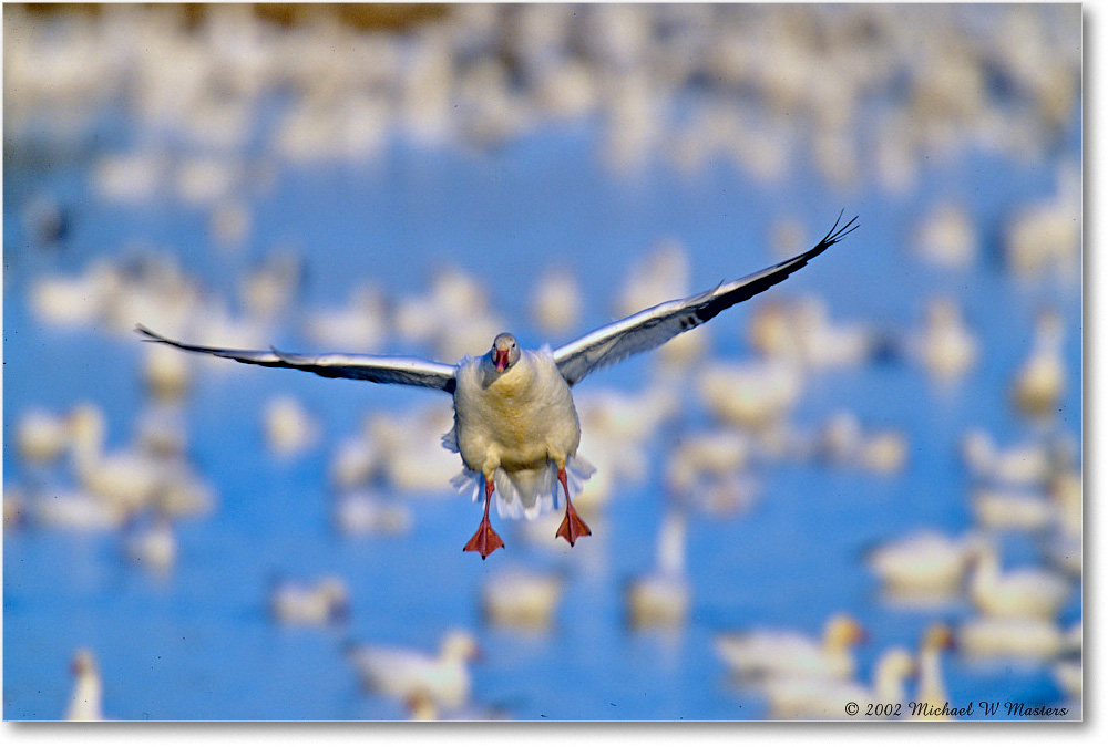 SnowGeese_ChincoNWR-WLL_2002Nov_F22 copy