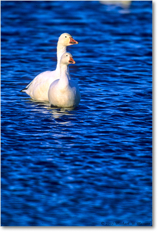 SnowGeese_ChincoNWR-WLL_2002Nov_F25 copy