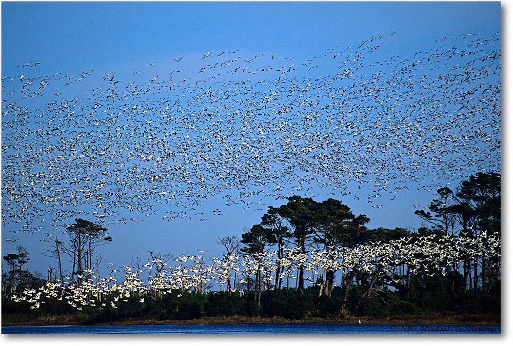 SnowGeese_ChincoNWR-WLL_2002Nov_F30 copy