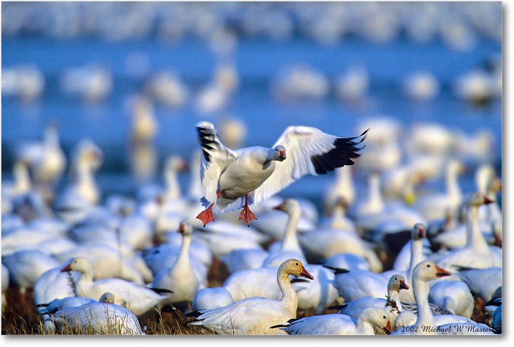 SnowGeese_ChincoNWR-WLL_2002Nov_F31 copy