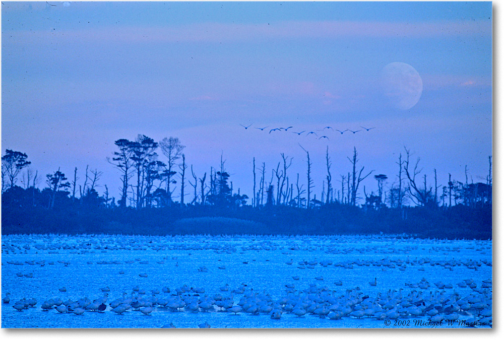 SnowGooseMoon_WildlifeLoop_2002Nov_F01 copy