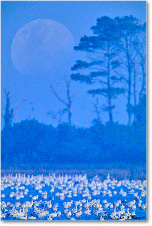 SnowGooseMoon_WildlifeLoop_2002Nov_F13 copy