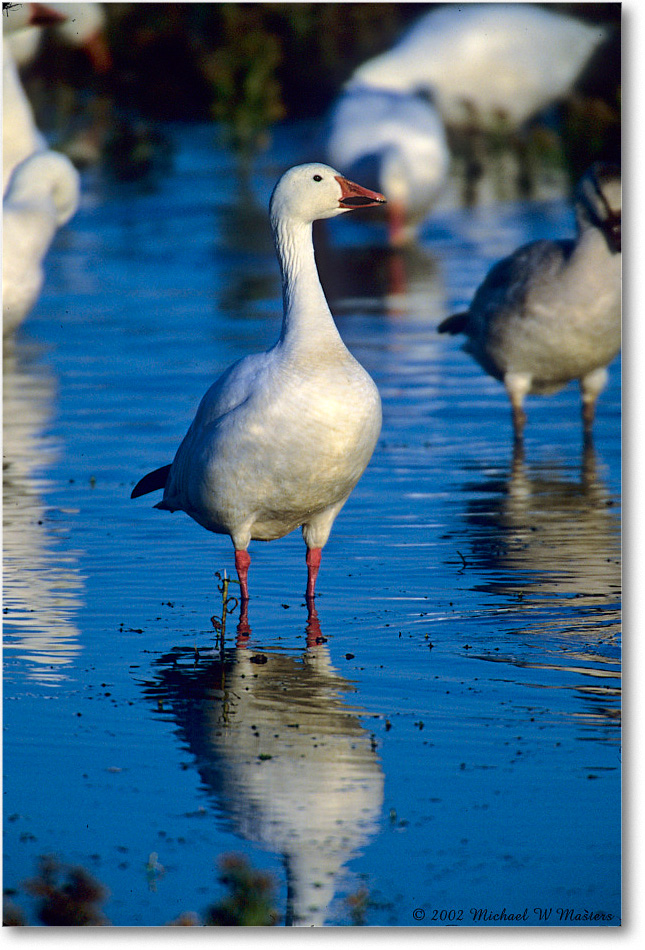 SnowGoose_ChincoNWR-WLL_2002Nov_F01 copy