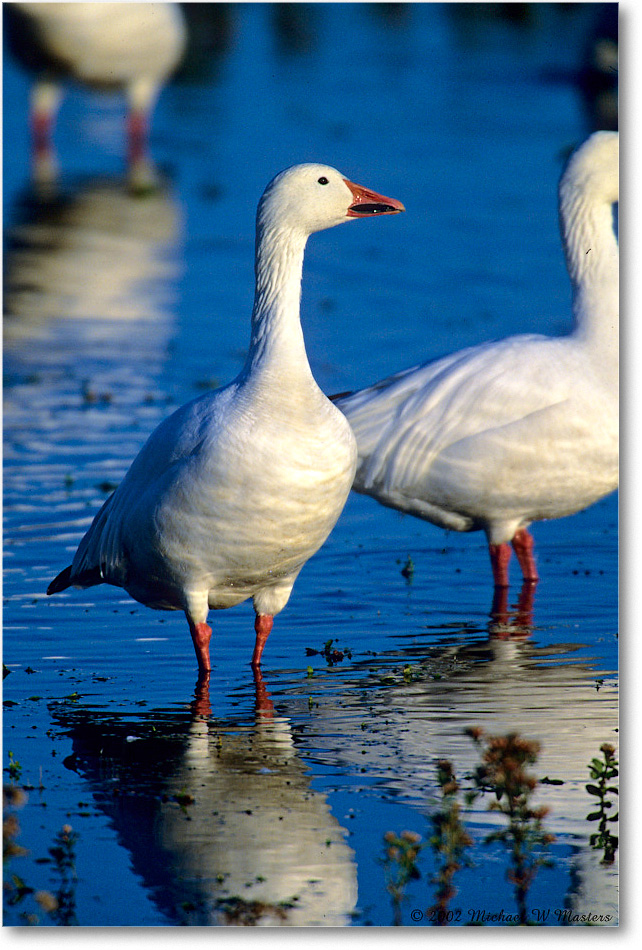 SnowGoose_ChincoNWR-WLL_2002Nov_F04 copy