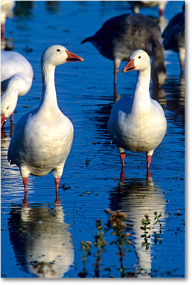 SnowGoose_ChincoNWR-WLL_2002Nov_F08 copy