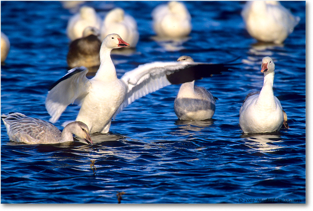 SnowGoose_ChincoNWR-WLL_2002Nov_F24 copy