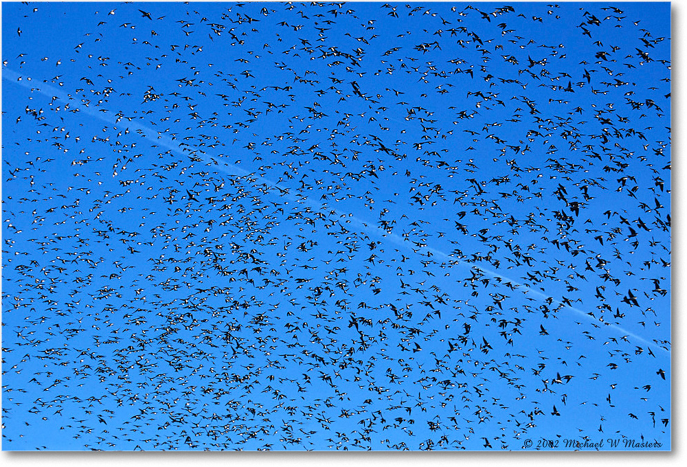 Tree Swallows Flying 001-35H 02-11 copy