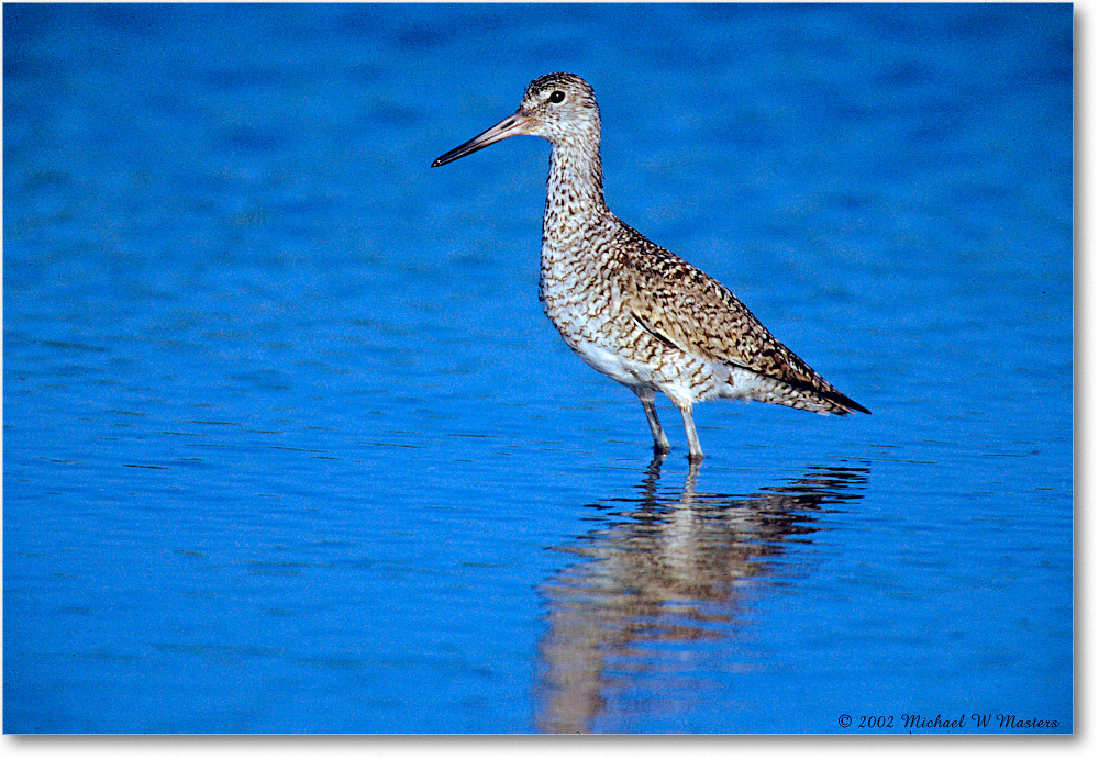 Willet_ChincoNWR_2002Nov_F11 copy