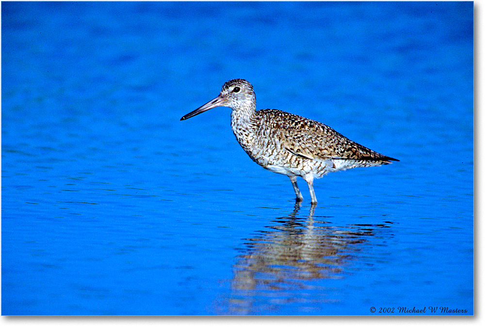 Willet_ChincoNWR_2002Nov_F12 copy