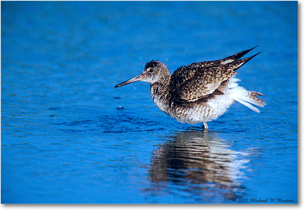 Willet_ChincoNWR_2002Nov_F27 copy