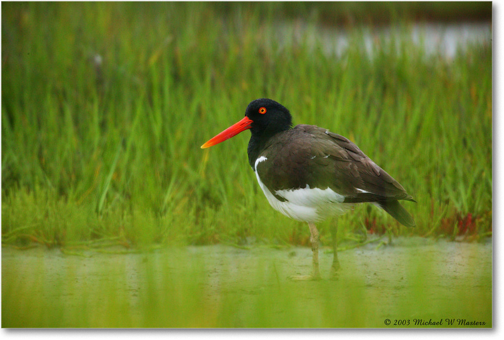 AmericanOystercatcher_ChincoNWR_2003Jun_1FFT2155 copy