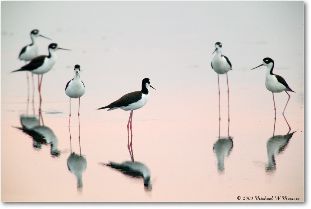 Black Neck Stilts_ChincoNWR_2003Jun_1FFT0771 copy