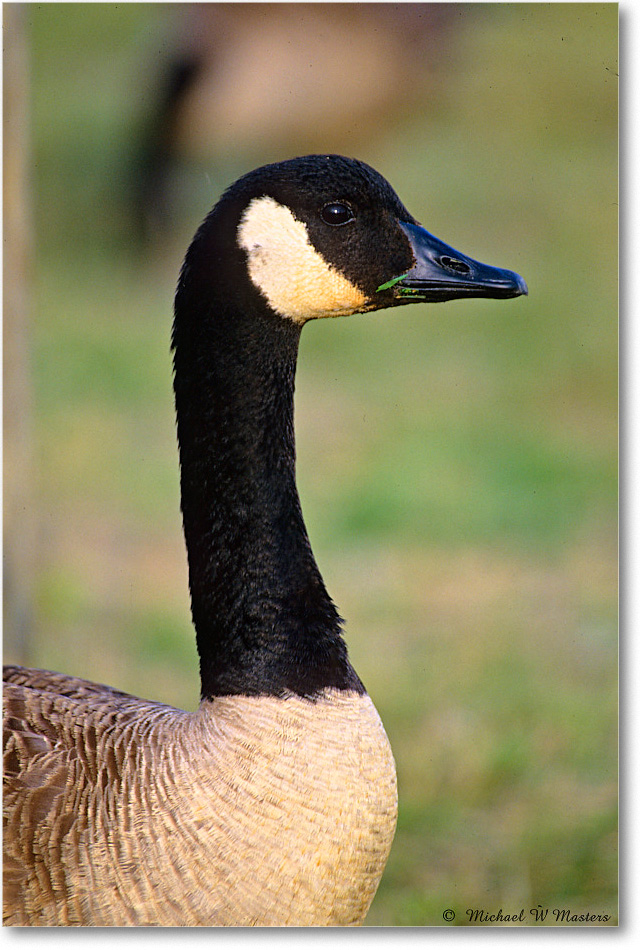 CanadaGoose_ChincoNWR_2003Jun_F33 copy