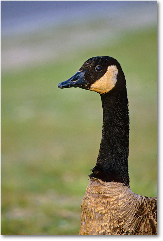 CanadaGoose_ChincoNWR_2003Jun_F34 copy