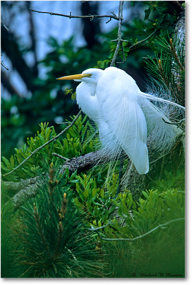 GreatEgret-Display_ChincoNWR_2001Jun_F34 copy