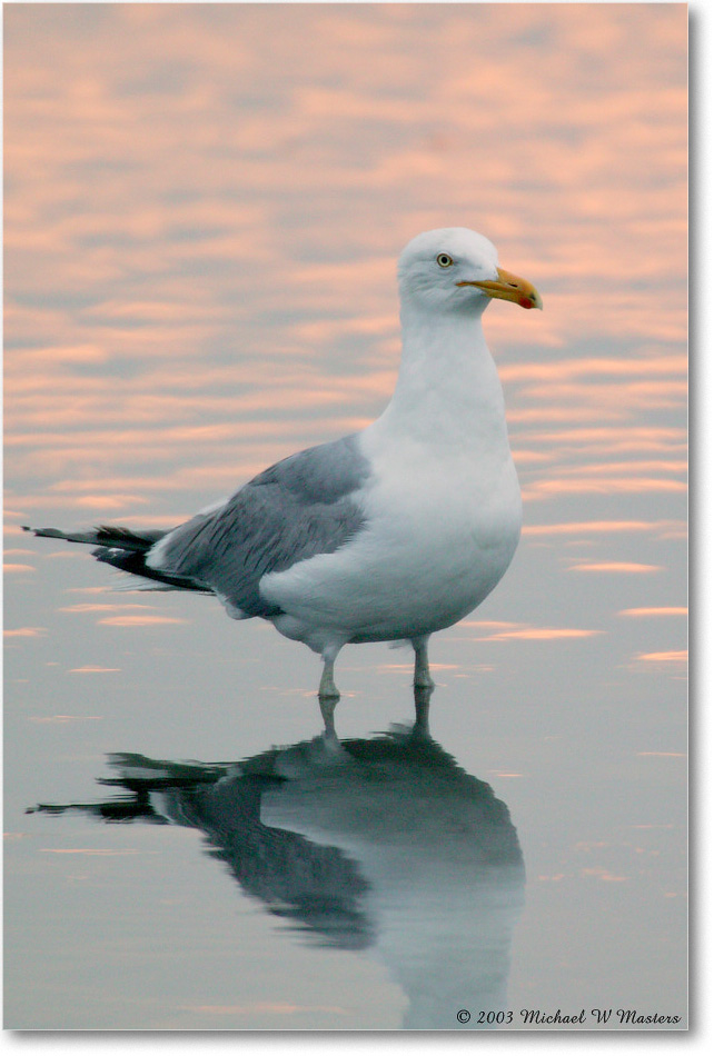 HerringGullSunrise_ChincoNWR_2003Jun_1FFT0768 copy