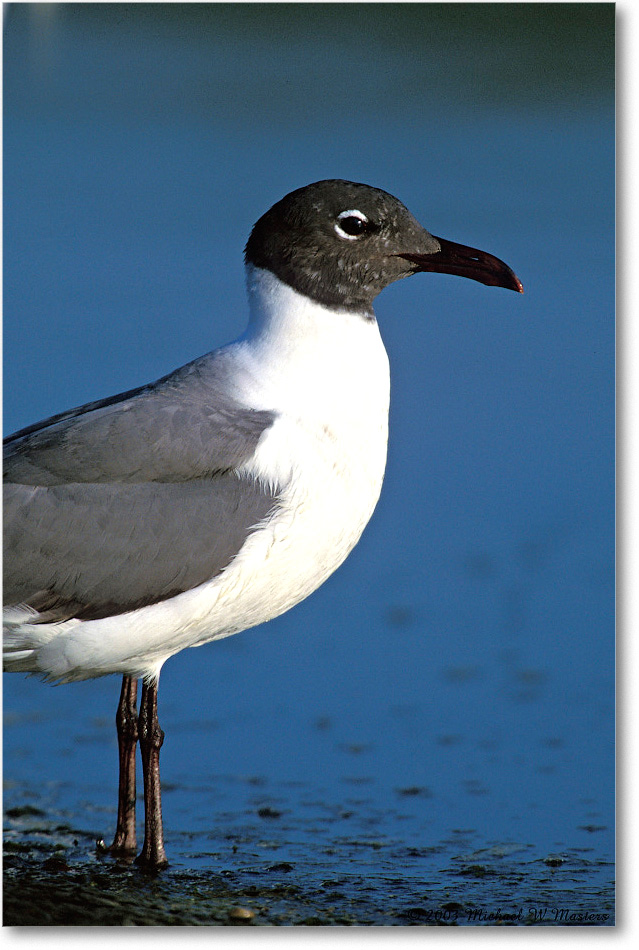 Laughing Gull 001-12V 03-06 eos3-840-V80 MI-5 copy
