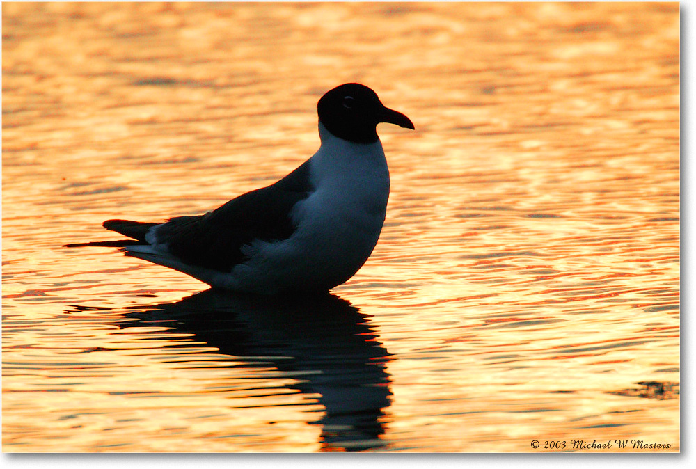 LaughingGullSilhouette_ChincoNWR_2003Jun_1FFT0731 0306 copy