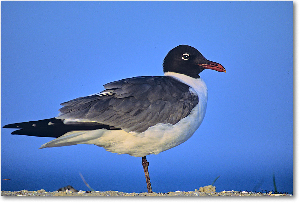 LaughingGull_Assateague_2003Jun_F05 copy