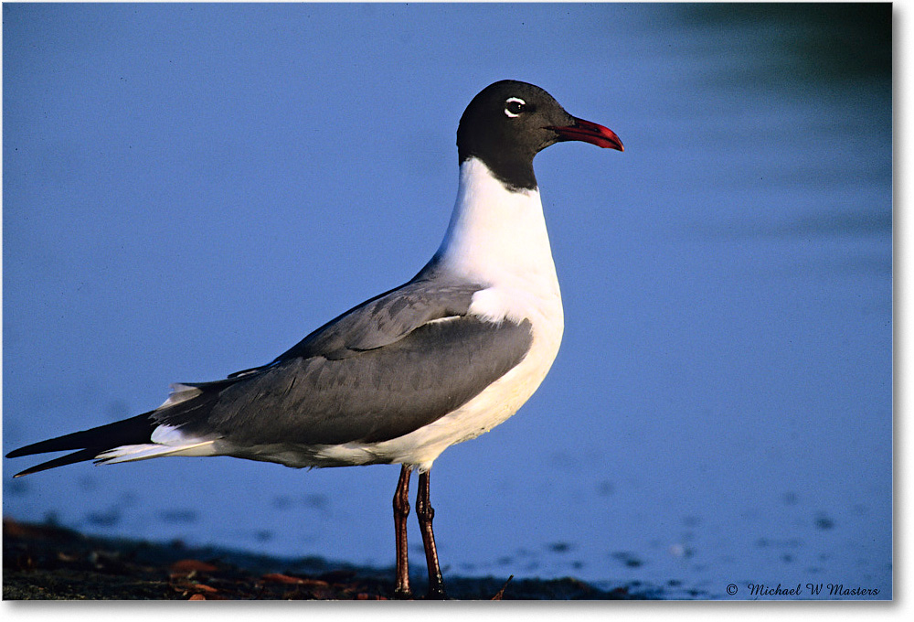 LaughingGull_Assateague_2003Jun_F13 copy