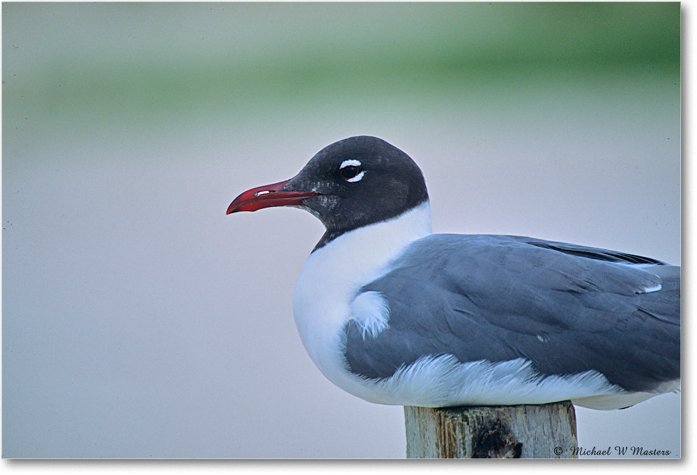 LaughingGull_Assateague_2003Jun_F19 copy