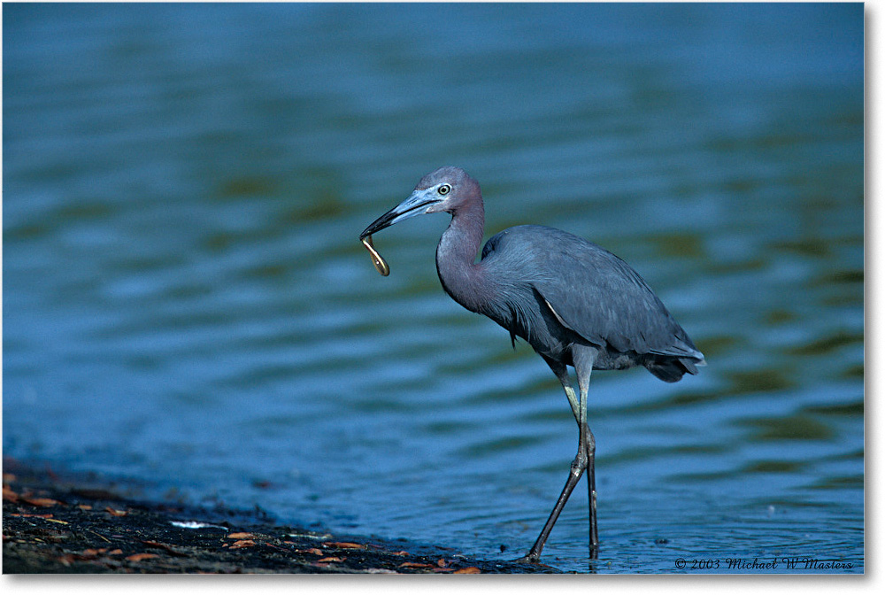 Little Blue Heron 001-20H 03-06 eos3-840-V80 MI-5.6-500 copy