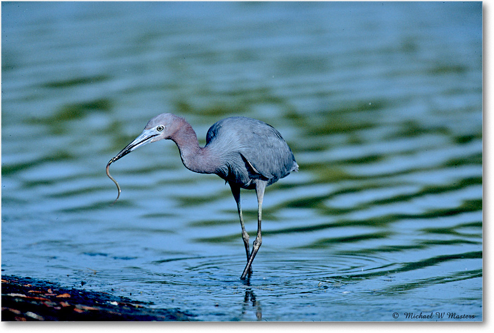 LittleBlueHeron&Eel_ChincoNWR_2003Jun_F15 copy