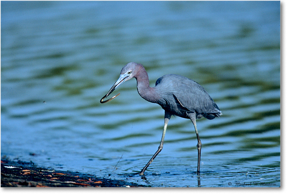 LittleBlueHeron&Eel_ChincoNWR_2003Jun_F17 copy