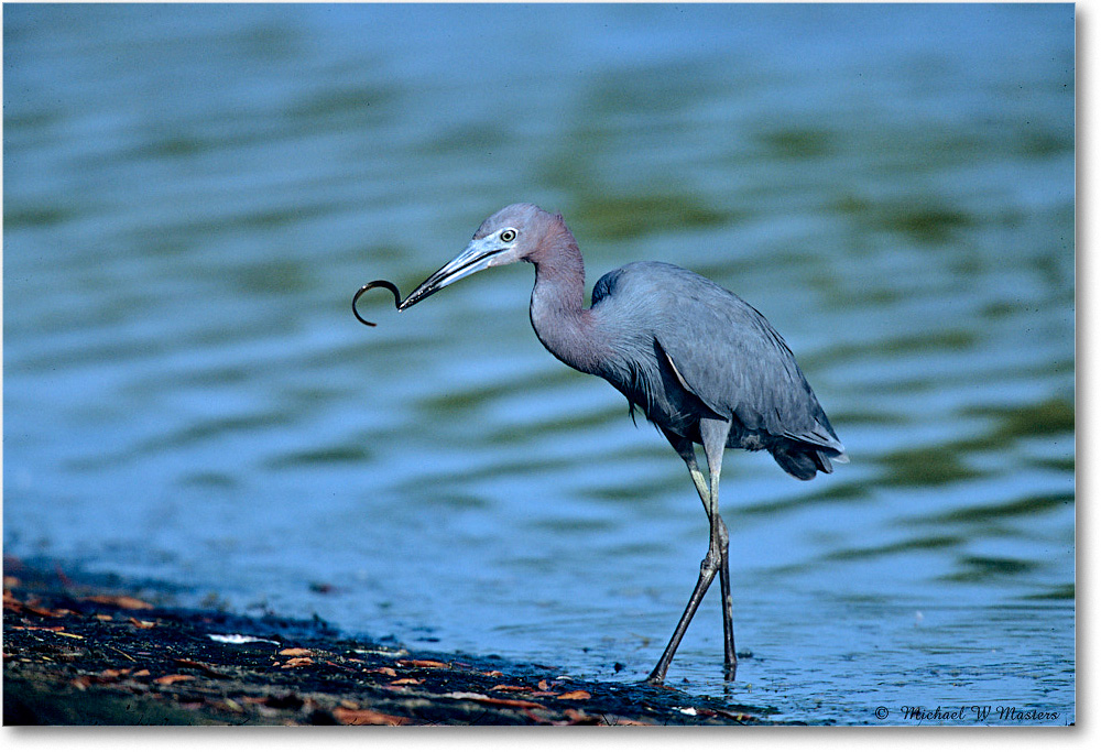 LittleBlueHeron&Eel_ChincoNWR_2003Jun_F25 copy
